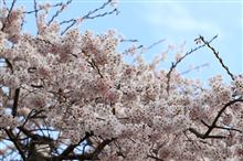 Cherry blossom①～シダレザクラ～