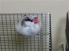 饅頭♪