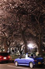 夜桜見物中に