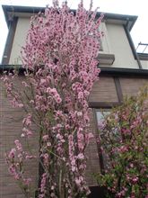 花桃満開