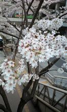 桜満開！