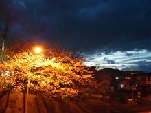 桜、夜への狭間に…