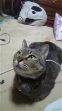 にゃんこの寝言