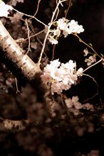 ふらふらと夜桜観に
