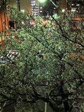 夜桜