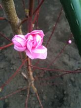 庭の花桃