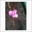 庭の花桃