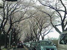 花見ドライブ