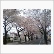 桜並木♪