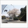 桜、散る(ﾉ_-｡)