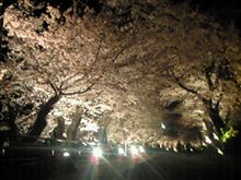 さくら・さくらの散歩道
