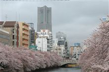 曇天雨桜