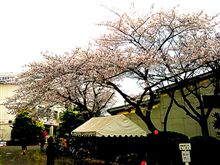 投票と桜見物