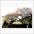 投票と桜見物