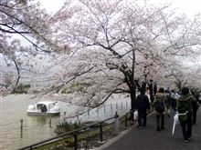 上野公園で花見