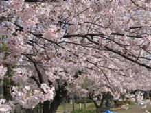 今年の桜