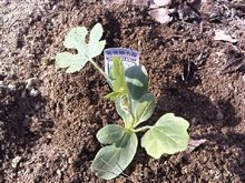 今年もスイカ植えますた！