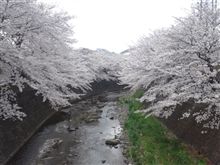 花見