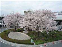 桜満開ですねｗ