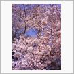さくら・桜・サクラ・咲くら♪