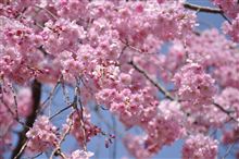 フォトギャラリーにアップしましたよ♪【 天王川公園　桜 （2011/04/10） Vol.1・2・3 】 
