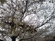 花見☆彡 花見☆彡