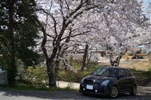 桜散策