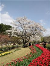 桜！