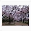 千鳥ヶ淵公園の桜を見てきまし ...