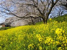 お花見