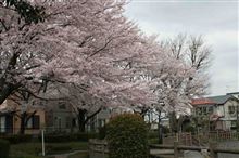 遅咲きですが。。。満開の桜～♪