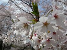 2011年のお花見♪