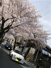 神戸の桜坂～『桜トンネル』と新・加古川ご当地グルメだと～♪（＋タイ料理）