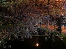 Cherry trees at evening...