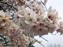 花よりまんじゅう?(>3<)ぷっ 花よりまんじゅう?(>3<)ぷっ