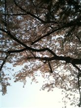 朝からお花見