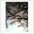 朝からお花見