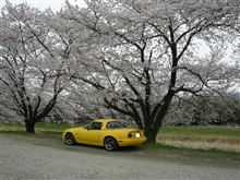 こだま千本桜