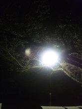 AM2：00の桜