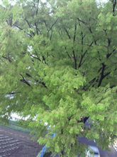 祖父母が関東入り
