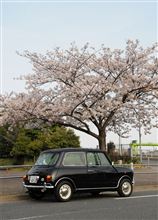 【ﾌﾟﾁ】桜♪【お花見】