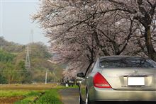桜と・・・