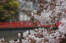 2011　サクラのたより・・・⑥ 