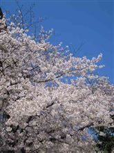 傷ものになって戻りました・・・・・