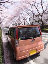 桜のトンネル