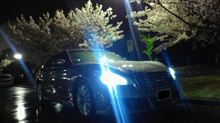 雨の夜桜とMyFuga