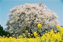 全国での震災被害者受け入れ先w( ̄o ̄)w オオーⅡ 全国での震災被害者受け入れ先w( ̄o ̄)w オオーⅡ