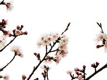 ソメイヨシノさん