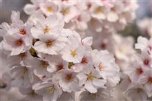 花見 (^^