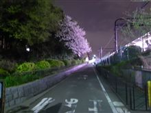 駒場の夜桜
